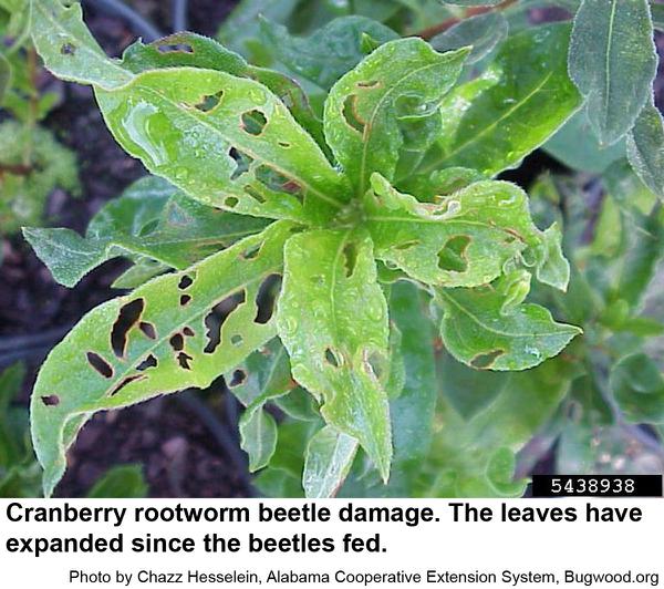 Leaves showing larger holes from cranberry rootworm beetle damage